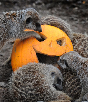 The meekats at Dudley Zoo and Castle get into the spirit of Halloween and a taste for a pumpkin