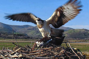 Supporting image for story: Osprey Monty at top of the tree as war wages over control of nest