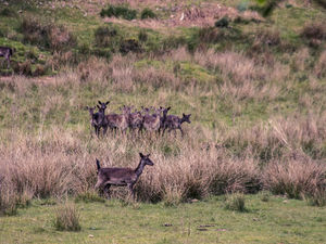 Supporting image for story: Hundreds join campaign against return of cows grazing on Cannock Chase