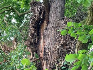 Supporting image for story: Multiple lightning strikes take out Shropshire property's tree and fuse board