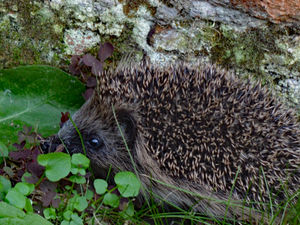 Supporting image for story: RSPCA fears firework problems could be worst in decades