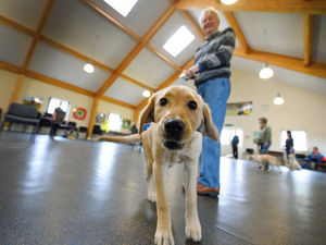 Supporting image for story: Puppy sitters needed for guide dogs for first year of their lives