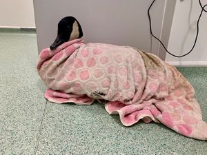 Supporting image for story: Goose put down after losing a leg in fishing litter in Walsall
