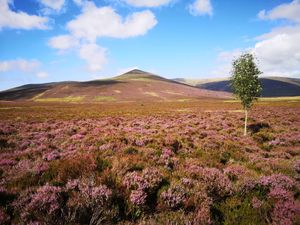 Supporting image for story: Public urged to help buy Skiddaw Forest to restore thousands of acres for nature