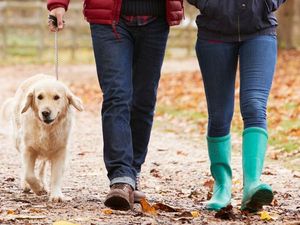 Supporting image for story: Dog DNA service to help reunite stolen pets with their owners