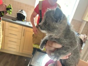 Supporting image for story: Rescued: The face of a cute kitten saved from kitchen predicament