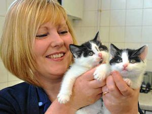 Supporting image for story: Dumped kittens need home