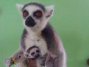 Supporting image for story: New arrival for lemur family at Dudley Zoo