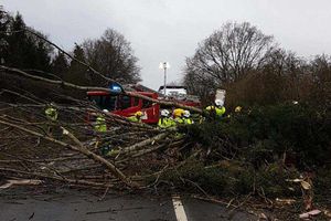 Tree blown down onto car on A49. Picture: @OPUShropshire