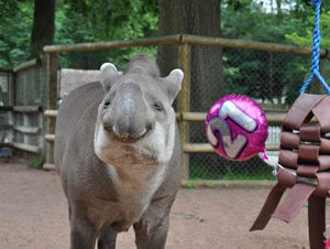 Supporting image for story: Drayton Manor celebrate much-loved tapir's 21st birthday