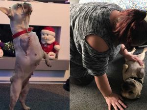 Supporting image for story: Watch: Three-legged dog reunited with family after being stolen in March