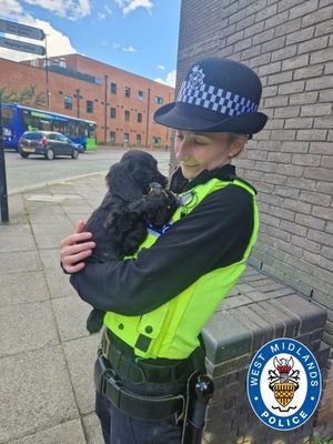 They call it puppy love