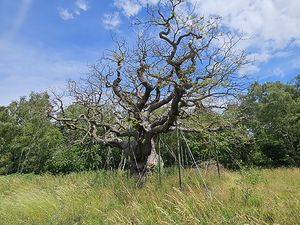 Supporting image for story: Summer drought posing danger to historic tree associated with Robin Hood