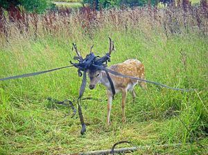 A deer's antlers caught up in tape that has been left lying around