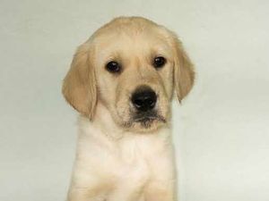 Supporting image for story: Only way is pup for Wilson as he prepares for guide dog school