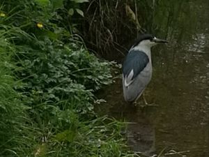 Supporting image for story: Rare bird ruffles feathers