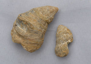 The fossil is thought to be from the Paleozoic Era