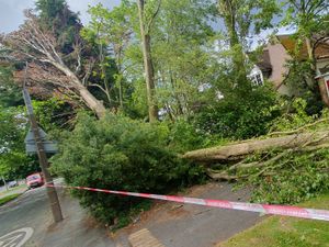 Supporting image for story: Tree trunk splits in three, leaving damage and debris in Wolverhampton street