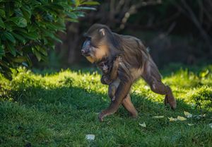 Two baby madrills have been born just five weeks apart