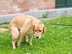 Supporting image for story: 11 massive dramas going on in small towns right now