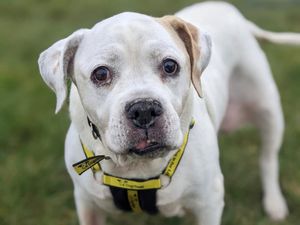 Supporting image for story: Shrewsbury OAP - an Older Age Pooch - is back looking for a new home