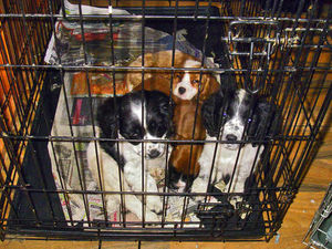 Supporting image for story: Pups cruelty pair flout animal ban