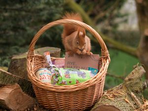 Supporting image for story: KitKats and digestive biscuits get makeover as part of nature-positive project