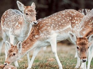 Supporting image for story: Visitors get up close to deer at Attingham Park