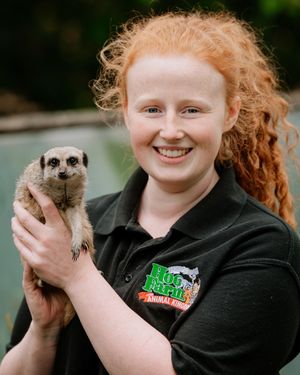 Alison Bridgwater with Kovu the Meerkat at Hoo Farm