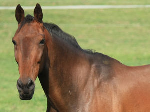 Supporting image for story: Telford stud farm plans attract objections 