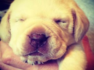 Supporting image for story: Introducing Rosco