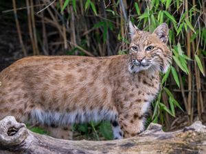 Supporting image for story: Last of rare cats rescued from shut down sanctuary permanently rehomed