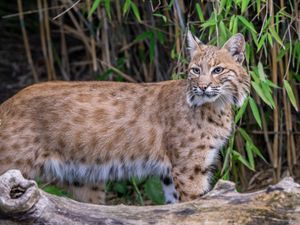 Supporting image for story: Last of rare cats rescued from shut down sanctuary permanently rehomed