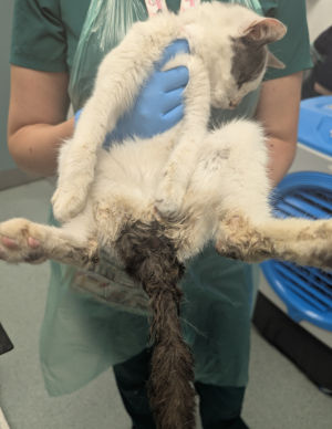 Yogi and Grey were both in a poor state when rescued by the RSPCA