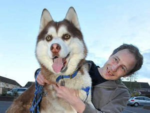 Supporting image for story: Rally to rescue husky's sight