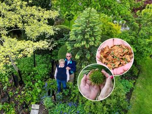 Supporting image for story: 'I planted the world's rarest prehistoric 'money tree' in the West Midlands - It's produced its first ever seeds worth £5,000'