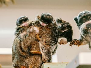 Supporting image for story: Twycross Zoo welcomes new arrivals including twin emperor tamarins 