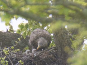 Supporting image for story: Two white-tailed eagle chicks fledge in success for English reintroduction bid