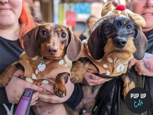 Two dachshunds getting in the festive spirit