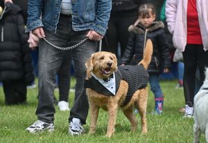 A dog show