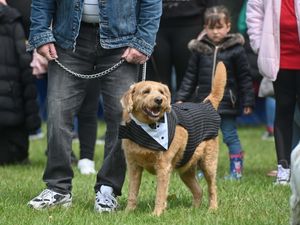 Supporting image for story: Shropshire town's carnival cancels dog show due to hot weather as animal charity issues advice - full details