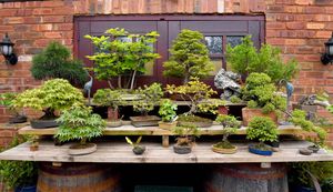 Ian says it's a fascinating and relaxing hobby