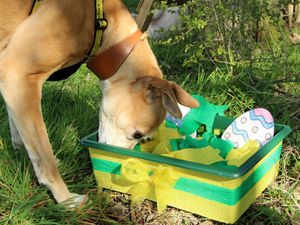 Supporting image for story: Dogs Trust Shrewsbury warns keep chocolate away from pets this Easter to avoid nasty surprise