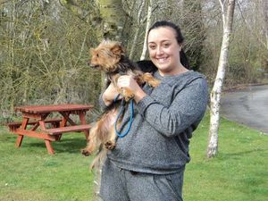 Supporting image for story: Stolen Wednesbury dog rescued more than 100 miles from home