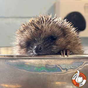 Pictures Cuan Wildlife