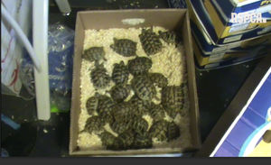 73 Hermann’s tortoises were found at Senorita Sparkles on Station Road in Newport