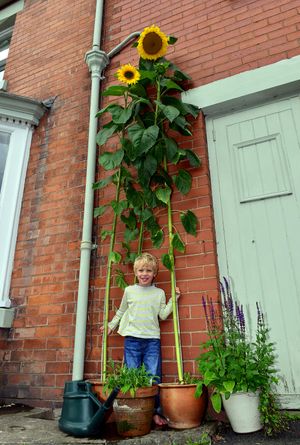 Four-year-old Harris Thompson, of Clun Road, Craven Arms, pictured with his giant Sunflower in August 2015.