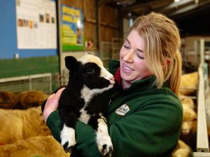 Supporting image for story: New arrivals born in time for half term event down on the farm