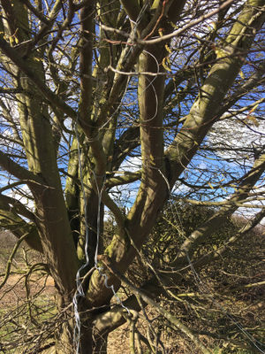 Another shot of the wires left in the trees