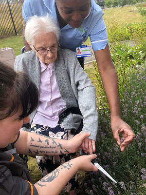 Resident at HC-One’s Littleton Lodge Care Home gardening lavender fields with colleagues 